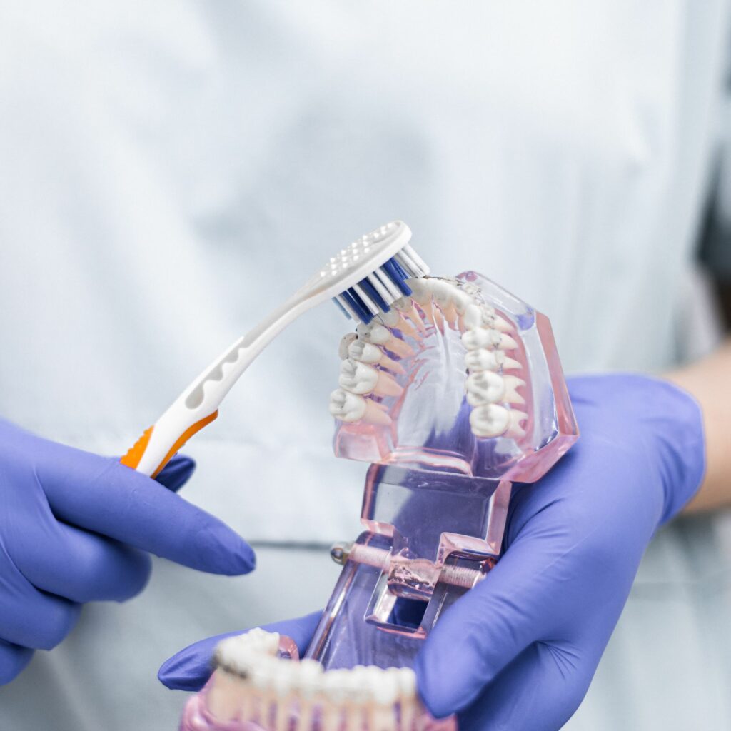 Démonstration du brossage des dents et des gencives sur un modèle dentaire