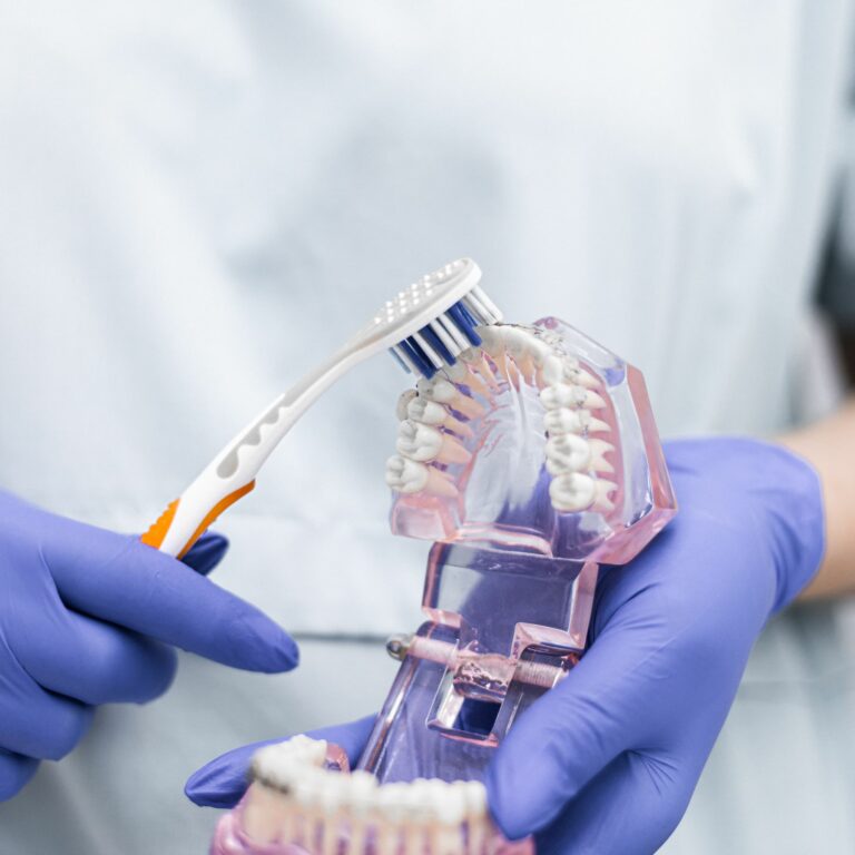 Démonstration du brossage des dents et des gencives sur un modèle dentaire